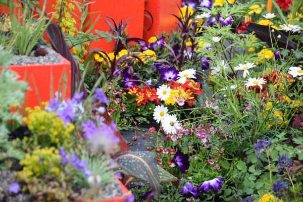 jardin,ciel,les plantes,des nuages,vert,Suède