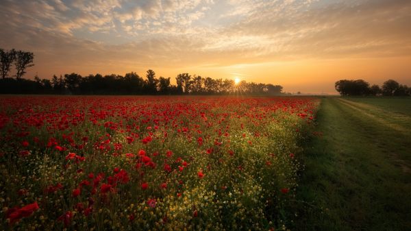 花,天空,云,厂,Natural landscape,自然环境