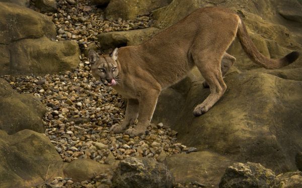 Felidae,Động vật ăn thịt,mèo lớn,Nâu vàng,terrestrial animal,Nền đá