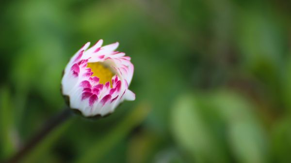 alam,rumput,hijau,fotografi,mekar,musim semi