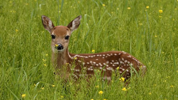 鹿, 自然, 草, 野生動物, インパラ, 動物