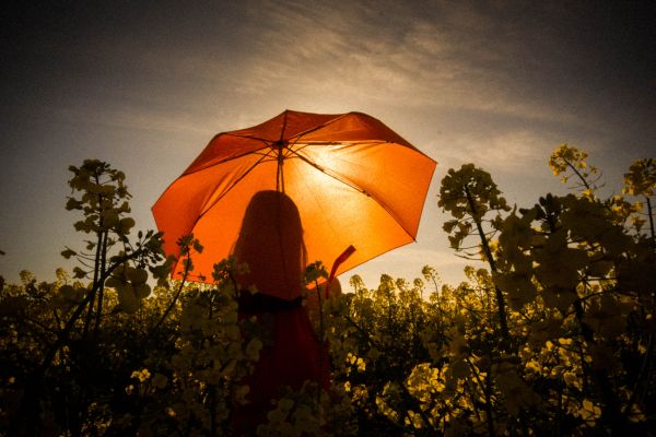 lumina soarelui,peisaj,apus de soare,iarbă,cer,umbrelă