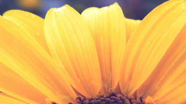 sollys,natur,fotografering,blomster,planter,makro