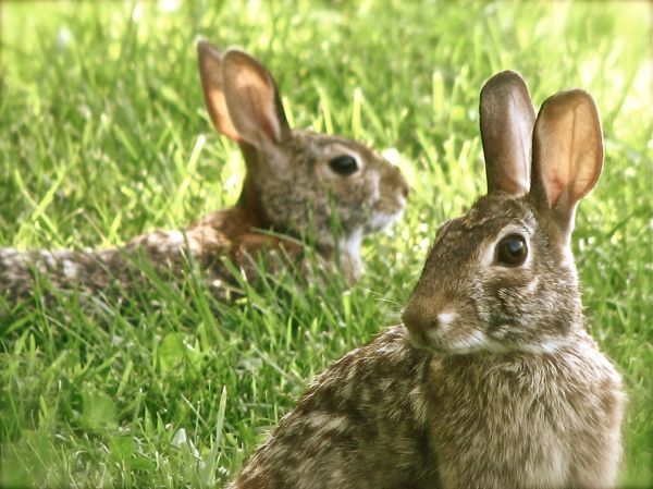 braun,Hase,Hase,Häschen,Gras,Tier