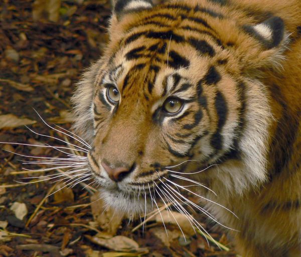 Друзья,Коты,Австралия,Виктория,Тигры,Melbournezoo