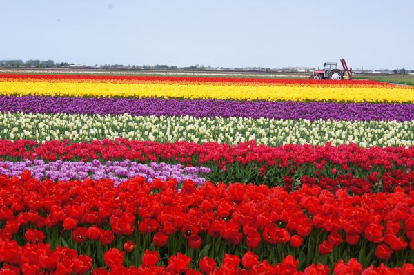 campo,campos,flor,Flores,tulipán,4912x3264 px