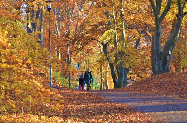 światło słoneczne,drzewa,krajobraz,las,Natura,odchodzi