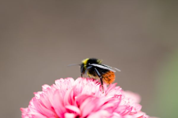 insecte, Bourdon, abeille, fleur, le bec, oiseau