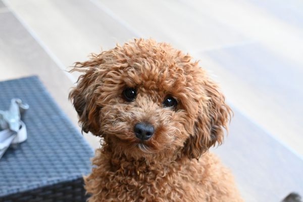 Hund Mädchen,Hund,Hundstage,dwarf poodle,Pudel