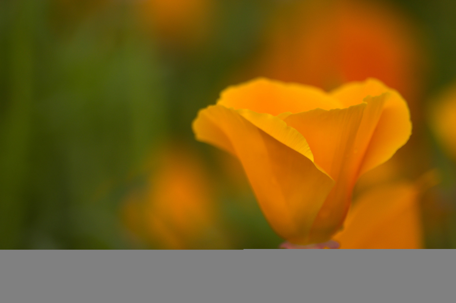 Pomarańczowy, kwiat, Blomma, Californiapoppy, Sofiero, Eschscholziacalifornica, S mntuta, Sofieroslottstr dg rd