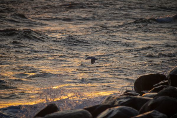 zonlicht, zonsondergang, zee, water, rots, natuur