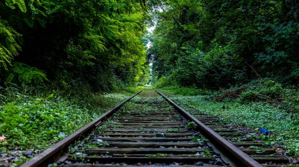 fabriek,groen,blad,Natural landscape,boom,spoor