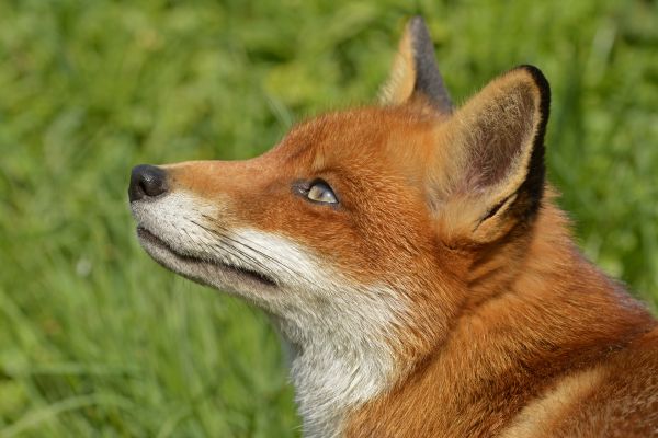 zorro,fauna silvestre,zorro rojo,fauna,raza canina,mamífero