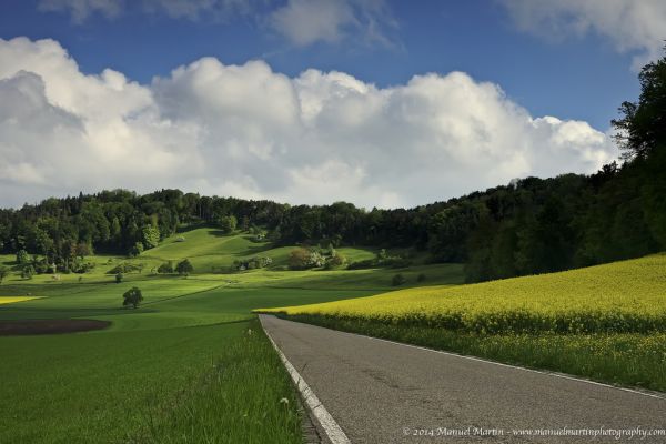 calle,césped,la carretera,Mañana,Árboles,verde