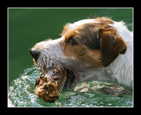 Tiere, Hunde, Wasser, Hund, Lago, Lac