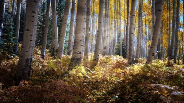 fabriek,plant community,ecoregio,Natural landscape,hout,boom