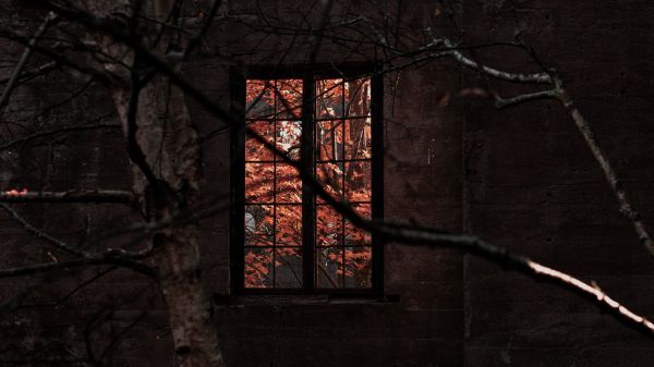 window,plant,wood,water,twig,rectangle