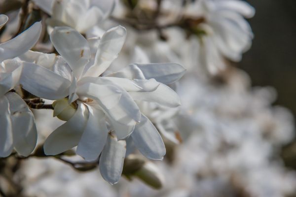 white,garden,nature,park,branch,blossom