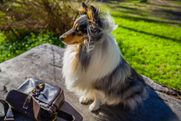 개,Shetland Sheep Dog