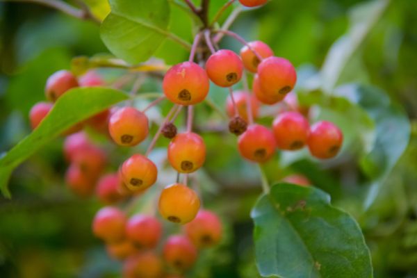 Lebensmittel, Garten, Natur, Ast, Frucht, blühen