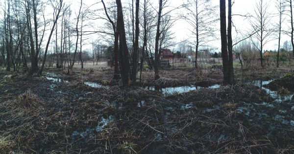 alberi morti,foresta,paesaggio,le foglie,muschio,6080x3200 px