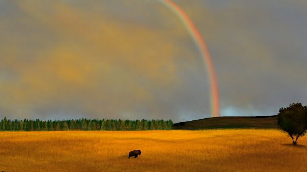 digitálny obraz,digital art,príroda,krajina,byvol