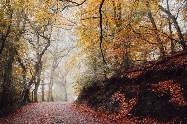 doğa,yol,Ağaçlar