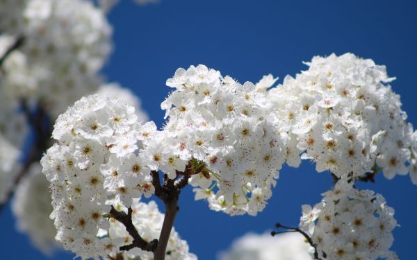 fiori,fioritura,albero,ramo,primavera,cielo