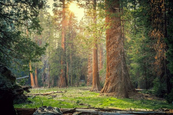 menanam,ekoregion,Natural landscape,kayu,People in nature,plant community