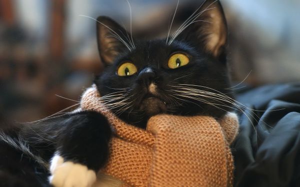 black, cat, whiskers, face, scarf, nose