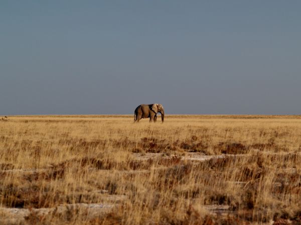 niebo,koń,roślina,working animal,Natural landscape,terrestrial animal