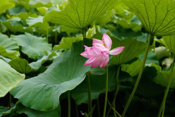 hujan, hijau, Leica, Tokyo, Teratai, daun