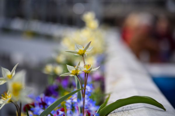 Natur,Gelb,blühen,Blumen,Stadt,Niederlande