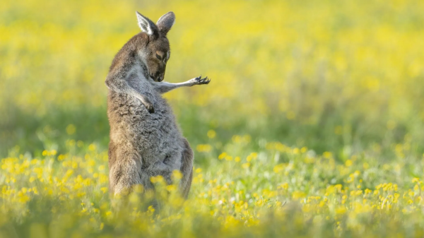 Tiere,Australien,Natur,Beuteltier,Makropod,Kängurus