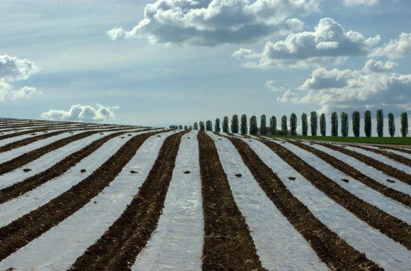 Fab,tôi,số năm,Natur,Feld,Himmel