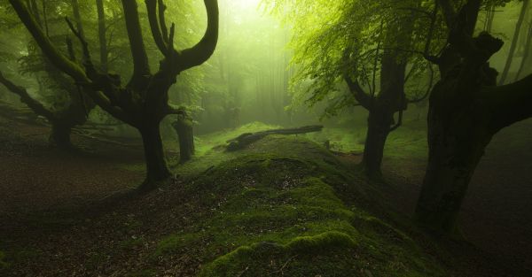 alberi morti,foresta,paesaggio,le foglie,2048x1069 px,colline