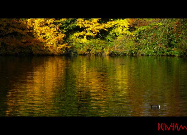 copaci, lumina soarelui, frunze, grădină, lac, natură