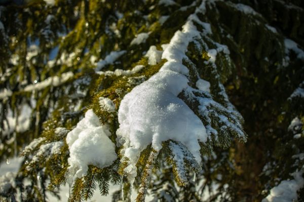 写真,木,雪,氷,松の針,屋外