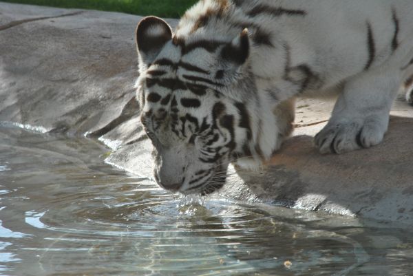 tygr,Volně žijících živočichů,velké kočky,zoologická zahrada,Jaguár,zalévání