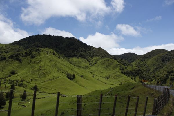 Selandia Baru,bukit,pegunungan,rumput