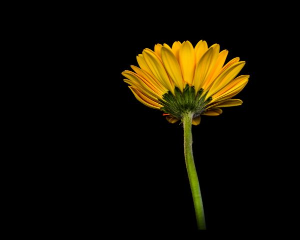 minimalism, macro, floral, flower, yellow, Daisy