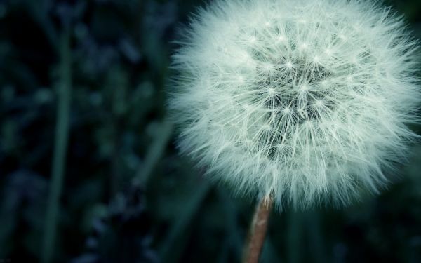 1280x800 px,dandelion,alam,tanaman