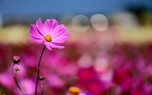 1920x1200 px,Flor del cosmos,Flores,macro,naturaleza