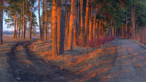 natur, sollys, landskab, Skov, solnedgang, vinter