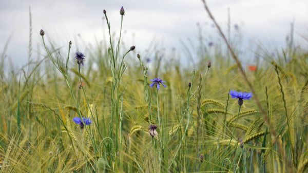 natuur, gras, planten, veld-, bloemen, korenbloemen