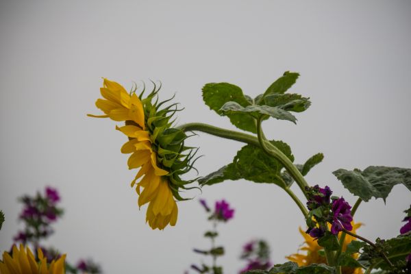 field, branch, yellow, blossom, Denmark, herb