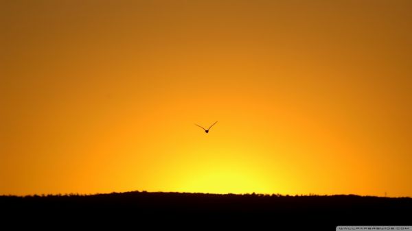 solljus,djur,natur,fåglar,solnedgång,himmel