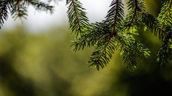 gren, solljus, träd, skog, natur, grön