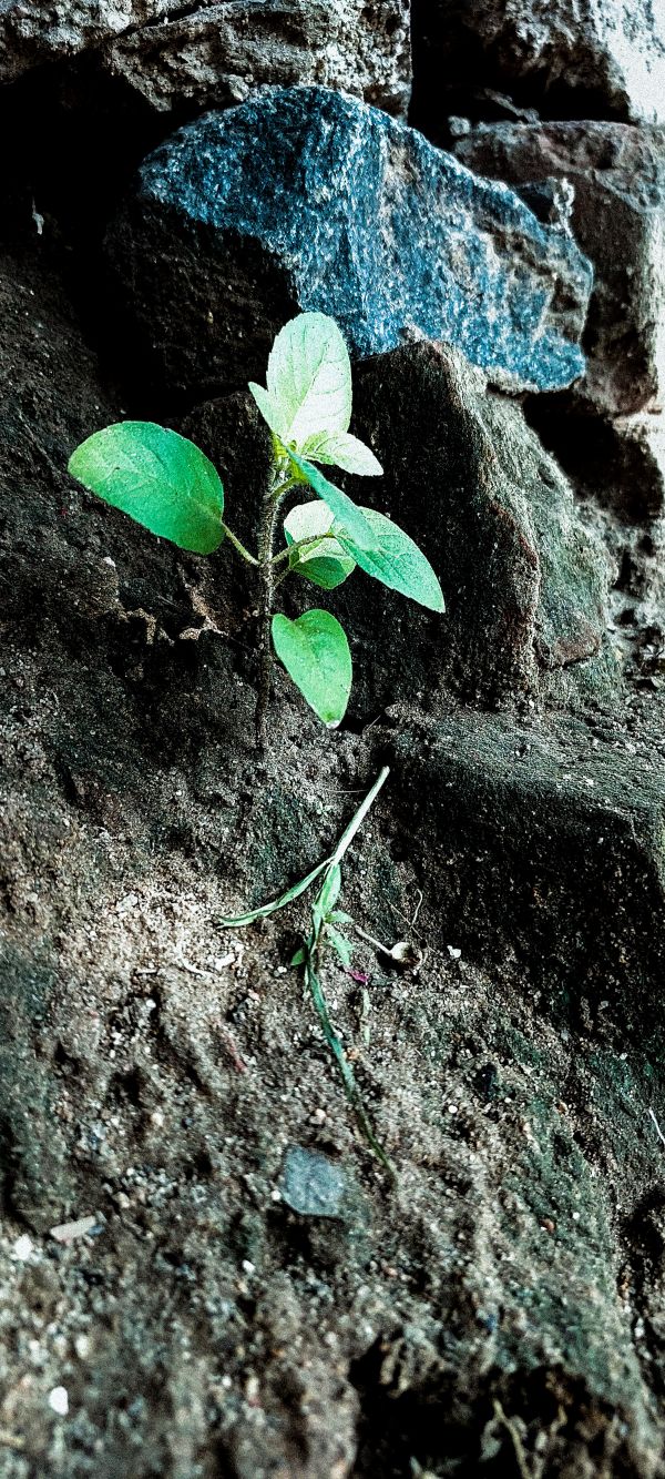 natură,copaci,pădure,lumina naturala,verdeaţă,plante