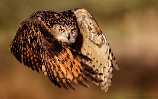 uccelli, natura, uccello rapace, gufo, becco, Falco